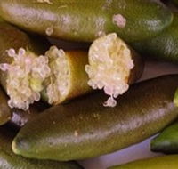 Sandy Creek Olives and Finger Limes - Accommodation Nelson Bay