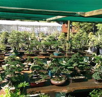 Bonsai at the Bay - Accommodation Nelson Bay