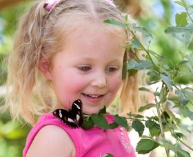 Coffs Harbour Butterfly House - Accommodation Nelson Bay 0