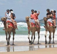 Camel Rides with Coffs Coast Camels - Accommodation Nelson Bay