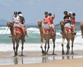 Camel Rides With Coffs Coast Camels - Accommodation Nelson Bay 0
