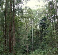 Bongil Bongil National Park - Accommodation Nelson Bay