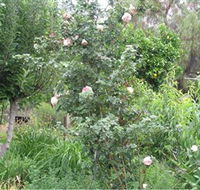 Tombstone Estate Vineyard - Accommodation Nelson Bay