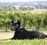Moothi Estate Vineyard and Cellar Door - Accommodation Nelson Bay
