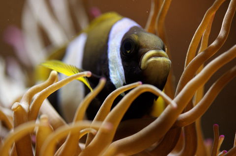 Solitary Islands Aquarium - Accommodation Nelson Bay 1