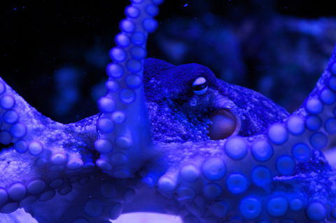 Solitary Islands Aquarium - Accommodation Nelson Bay 2