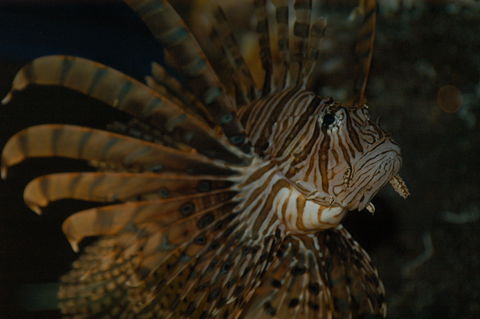 Solitary Islands Aquarium - Accommodation Nelson Bay 4