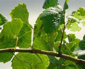 Angullong Wines - Accommodation Nelson Bay 1