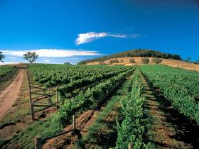 Thorn-Clarke Wines - Accommodation Nelson Bay 1