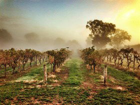 Lambert Estate Wines - Accommodation Nelson Bay 1