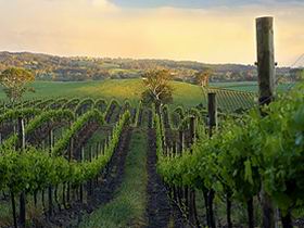 Nepenthe Wines - Accommodation Nelson Bay 3