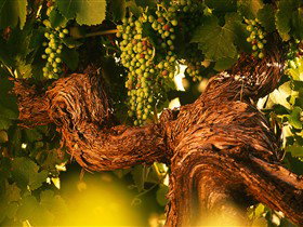 Henschke Cellars - Accommodation Nelson Bay 4