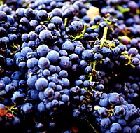 Nandroya Vineyard - Accommodation Nelson Bay