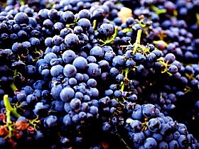 Nandroya Vineyard - Accommodation Nelson Bay 0