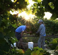 Oakdene Vineyards Restaurant and Cellar Door - Accommodation Nelson Bay