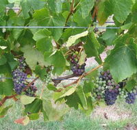 Dinny Goonan Wines - Accommodation Nelson Bay