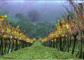 McIvor Estate - Accommodation Nelson Bay 1