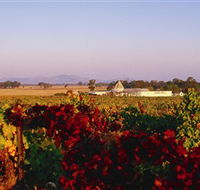 Morris Wines - Accommodation Nelson Bay