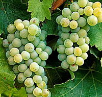 Clover Hill Vineyard - Accommodation Nelson Bay