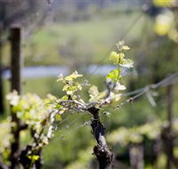 Whistling Eagle Vineyard - Accommodation Nelson Bay