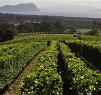 Bream Creek Vineyard - Accommodation Nelson Bay