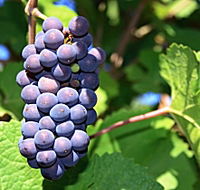 Tinderbox Vineyard - Nelson Bay Accommodation.com