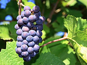 Tinderbox Vineyard - Accommodation Nelson Bay 0