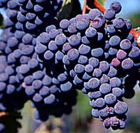 Morningside Vineyard - Accommodation Nelson Bay