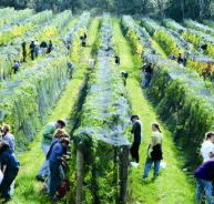 Crosswinds Vineyard - Accommodation Nelson Bay
