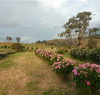 Damasque Rose Oil Farm - Accommodation Nelson Bay