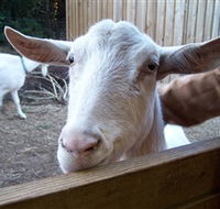 Drysdale Cheeses - Accommodation Nelson Bay