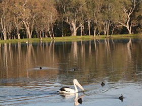 Drysdale Cheeses - Accommodation Nelson Bay 7