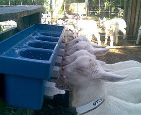 Drysdale Cheeses - Accommodation Nelson Bay 9