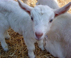 Drysdale Cheeses - Accommodation Nelson Bay 14