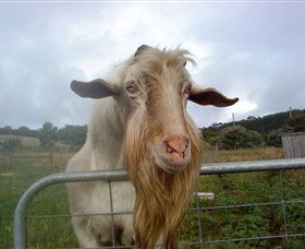 Drysdale Cheeses - Accommodation Nelson Bay 16