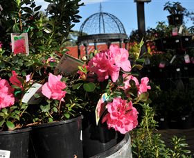 Van Loon's Nursery - Accommodation Nelson Bay 1