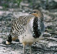 Yongergnow Australian Malleefowl Centre - Accommodation Nelson Bay
