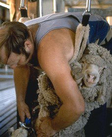 Kuriong Sheep Station - Accommodation Nelson Bay 0