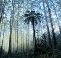 Yarra Ranges National Park - Accommodation Nelson Bay