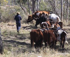 Gleneden Organic Farm And The Gleneden Bullock Team - Accommodation Nelson Bay 1