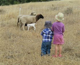 Gleneden Organic Farm And The Gleneden Bullock Team - Accommodation Nelson Bay 3