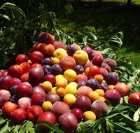 Rayner's Orchard - Accommodation Nelson Bay
