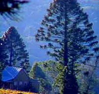Bunya Mountains National Park - Accommodation Nelson Bay