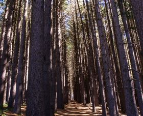 Sugarpine Walk - Accommodation Nelson Bay 2