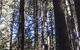 Sugarpine Walk - thumb 1