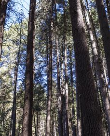 Sugarpine Walk - Accommodation Nelson Bay 1