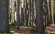 Sugarpine Walk - thumb 0