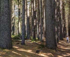 Sugarpine Walk - Accommodation Nelson Bay 0