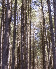 Sugarpine Walk - Accommodation Nelson Bay 3