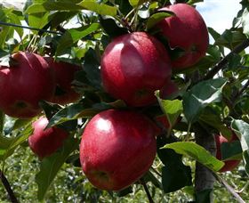 Wilgro Orchards - Accommodation Nelson Bay 3